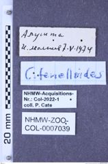 Etiketten zu Cardiophorus tenelloides (Dolin, 1960) (NHMW-ZOO-COL-0007039)